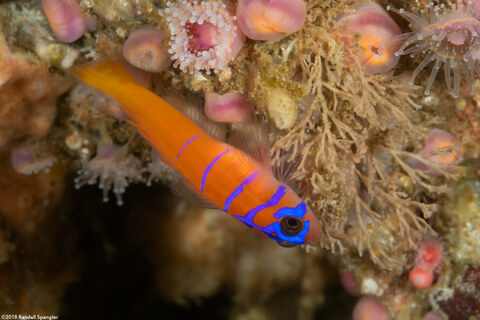 Lythrypnus dalli (Bluebanded Goby)