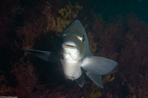 Girella nigricans (Opaleye)