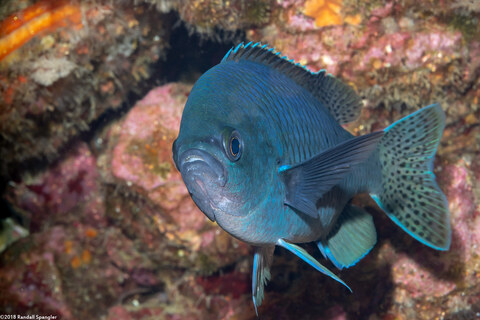 Chromis punctipinnis (Blacksmith)