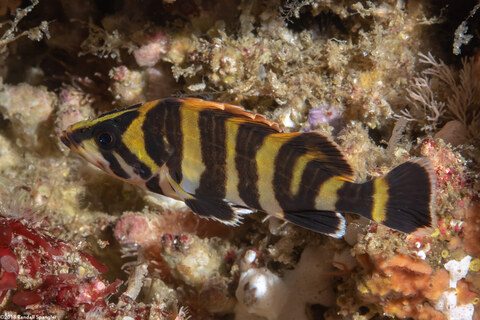 Sebastes serriceps (Treefish)