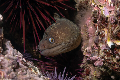 Gymnothorax mordax (California Moray)