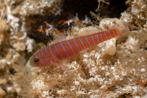 Lythrypnus zebra (Zebra Goby)