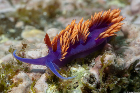 Flabellinopsis iodinea (Spanish Shawl)