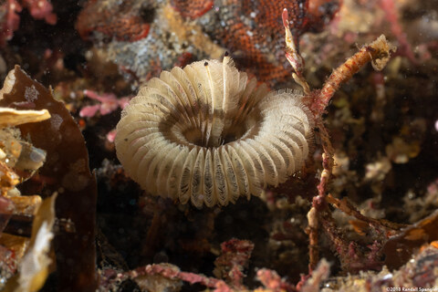 Acromegalomma sp.1 (Sabellid Worm)