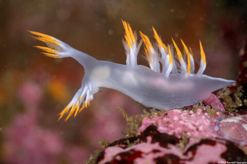 Dendronotus albus (White Dendronotus)