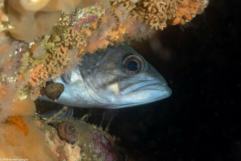 Sebastes flavidus (Yellowtail Rockfish)