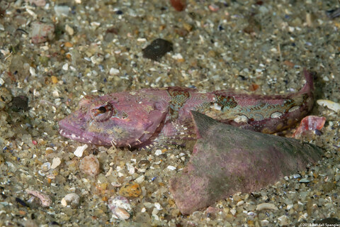 Artedius corallinus (Coralline Sculpin)