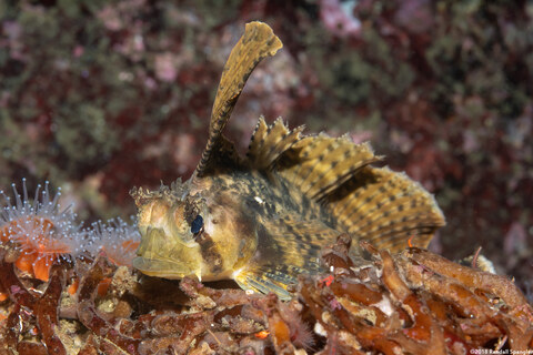 Nautichthys oculofasciatus (Sailfin Sculpin)