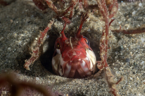 Neoclinus uninotatus (Onespot Fringehead)