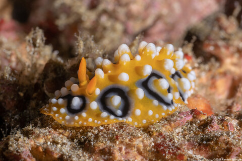 Phyllidia ocellata (Ocellated Phyllidia)