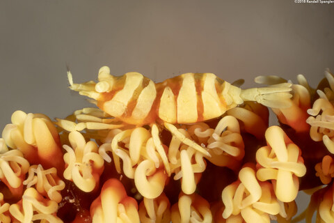 Pontonides ankeri (Barred Wire Coral Shrimp)