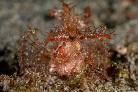 Pteroidichthys amboinensis (Ambon Scorpionfish)