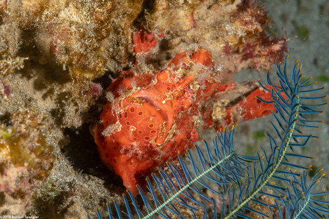 Antennarius pictus (Painted Frogfish)