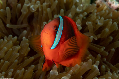 Amphiprion frenatus (Tomato Anemonefish)