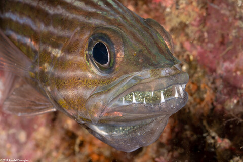 Cheilodipterus macrodon (Tiger Cardinalfish)