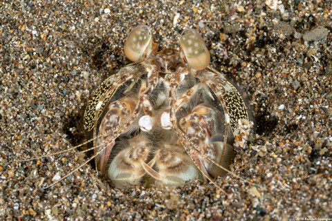 Lysiosquilla maculata (Tiger Mantis)