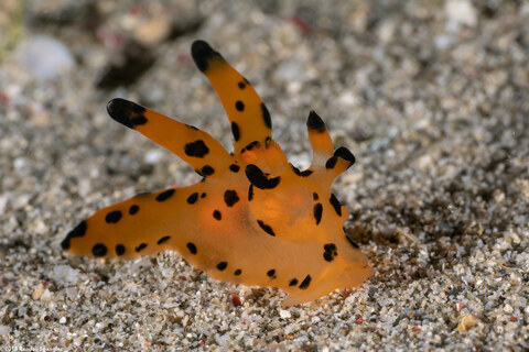 Thecacera sp.1 (Black-Tipped Thecacera)