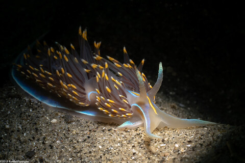 Hermissenda opalescens (Opalescent Nudibranch)