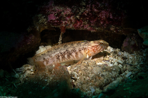 Rathbunella alleni (Stripefin Ronquil)