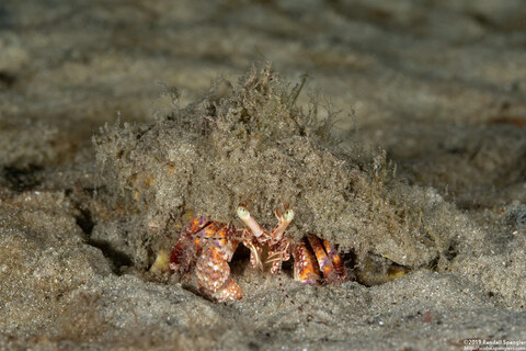 Petrochirus diogenes (Giant Hermit Crab)
