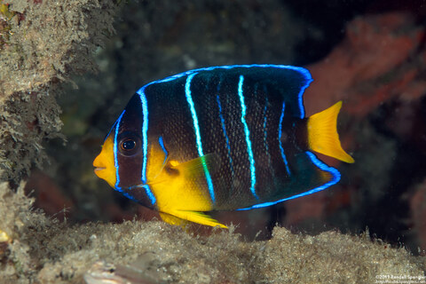 Holacanthus bermudensis (Blue Angelfish)