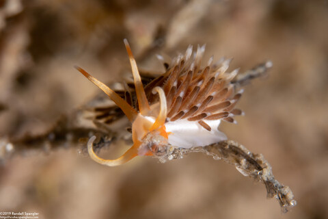 Learchis evelinae (Eveline's Learchis)