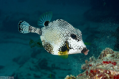 Lactophrys triqueter (Smooth Trunkfish)
