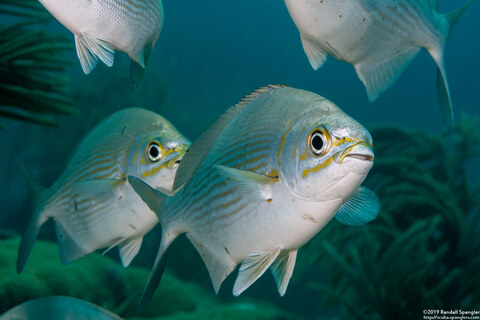 Kyphosus vaigiensis (Brassy Chub)