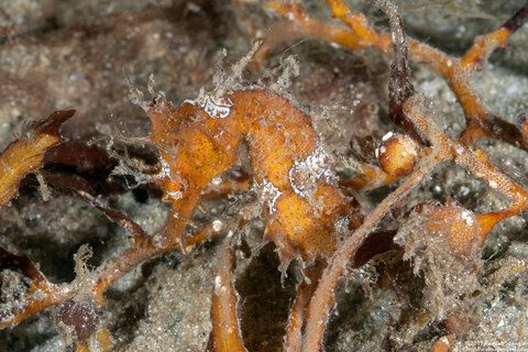 Hippocampus reidi (Longsnout Seahorse)