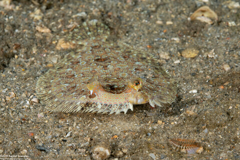 Bothus ocellatus (Eyed Flounder)