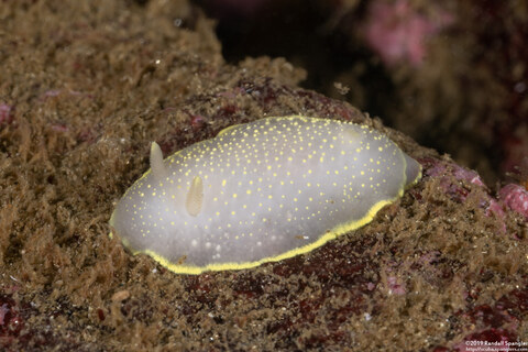 Cadlina luteomarginata (Yellow Margin Cadlina)