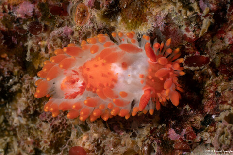 Limacia cockerelli (Cockerell's Dorid)