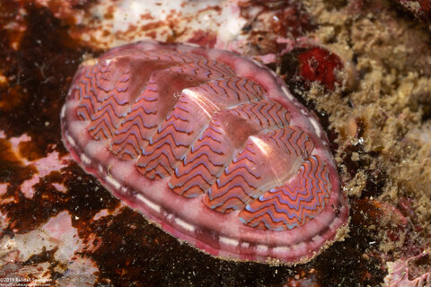 Tonicella lokii (Flame Lined Chiton)