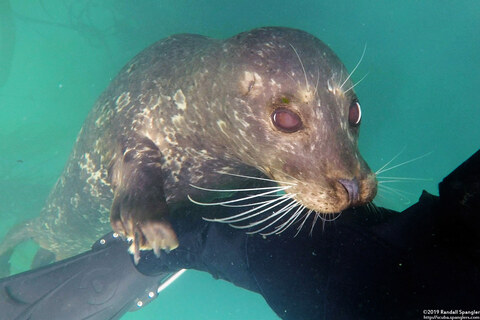 Phoca vitulina (Harbor Seal)
