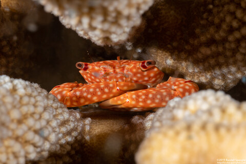 Trapezia flavopunctata (Yellow-Spotted Guard Crab)