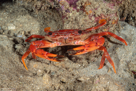 Gonioinfradens paucidentatus (Red Swimming Crab)