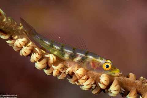 Bryaninops yongei (Wire Coral Goby)