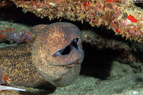 Gymnothorax flavimarginatus (Yellowmargin Moray)