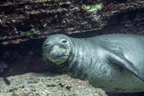 Monachus schauinslandi (Hawaiian Monk Seal)