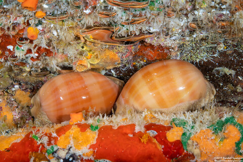 Lyncina sulcidentata (Groove-Tooth Cowry)