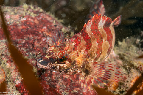 Oxylebius pictus (Painted Greenling)