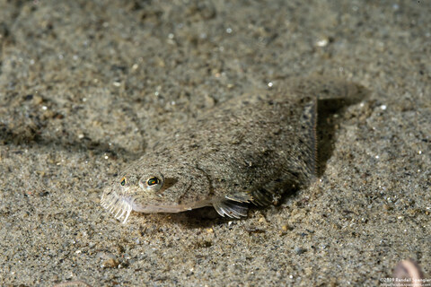 Citharichthys stigmaeus (Speckled Sanddab)