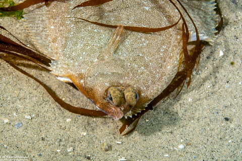 Pleuronichthys coenosus (C-O Sole)