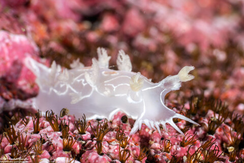 Tritonia festiva (Diamondback Tritonia)