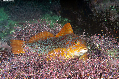 Hexagrammos decagrammus (Kelp Greenling)