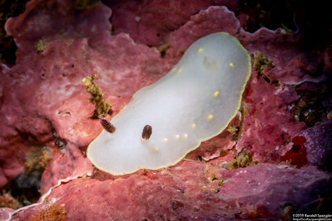 Cadlina flavomaculata (Yellow-Spot Cadlina)