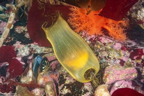 Cephaloscyllium ventriosum (Swell Shark)