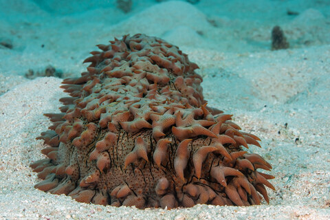 Thelenota ananas (Pineapple Sea Cucumber)