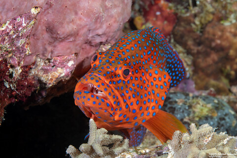Cephalopholis miniata (Coral Grouper)