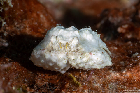 Calappa gallus (Rough Box Crab)